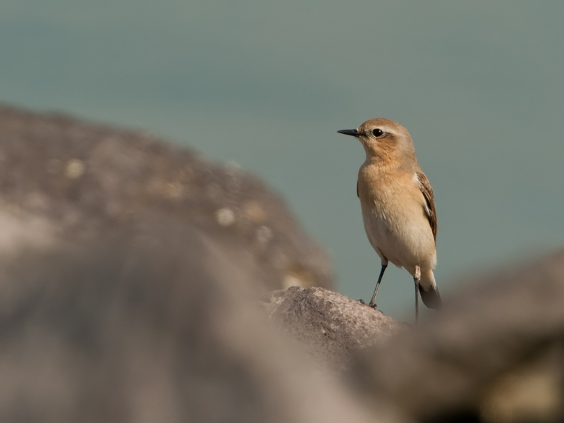Oenanthe oenanthe Tapuit Northern Wheatear